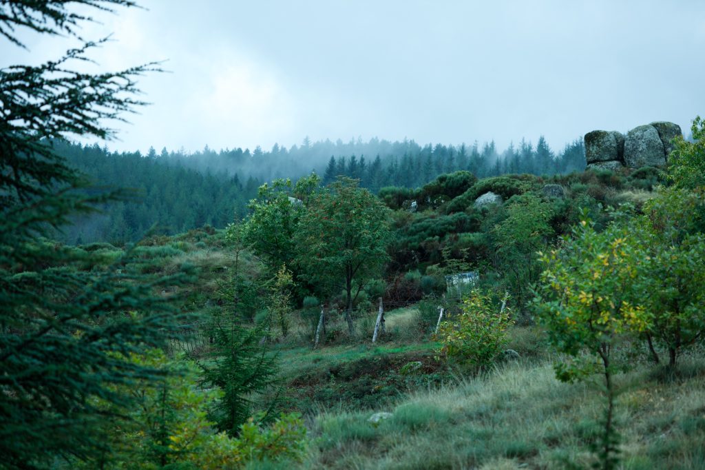 Forêt brumeuse et sereine en automne