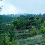 Forêt brumeuse et sereine en automne