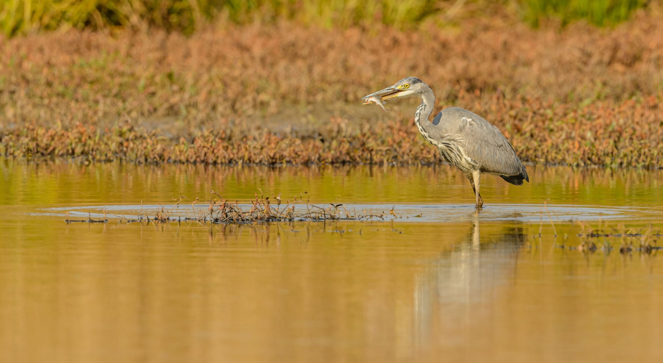 Héron gris capturant un poisson en zone humide