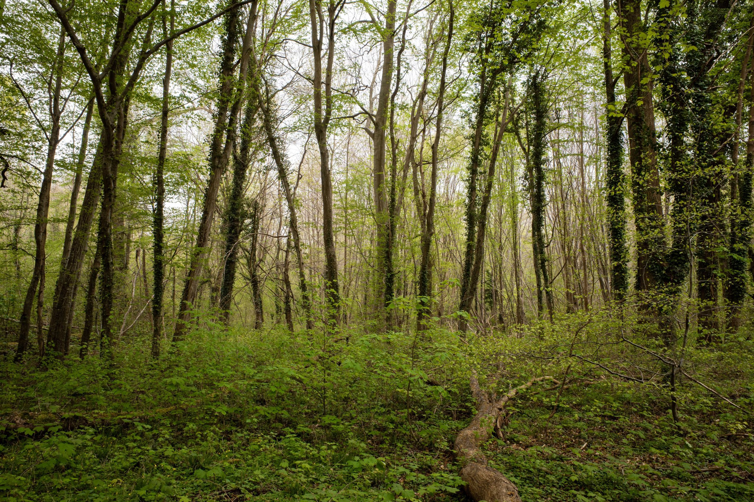 Sous-bois luxuriant et verdoyant au printemps