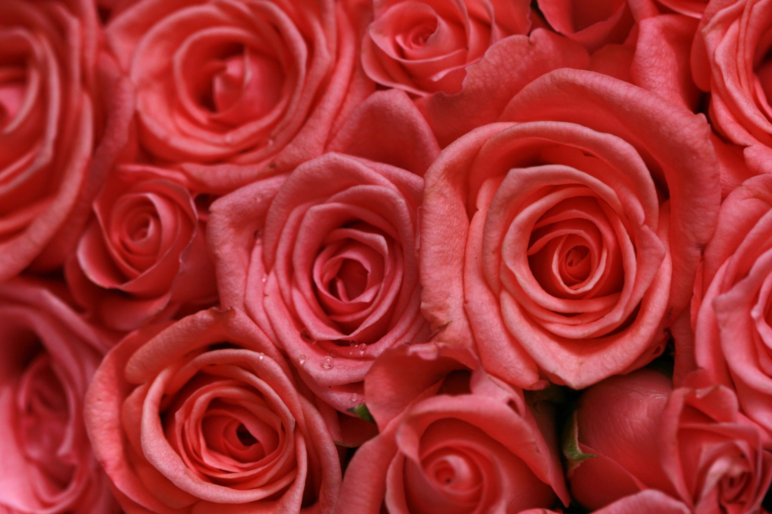 Roses roses épanouies pour thème romantique